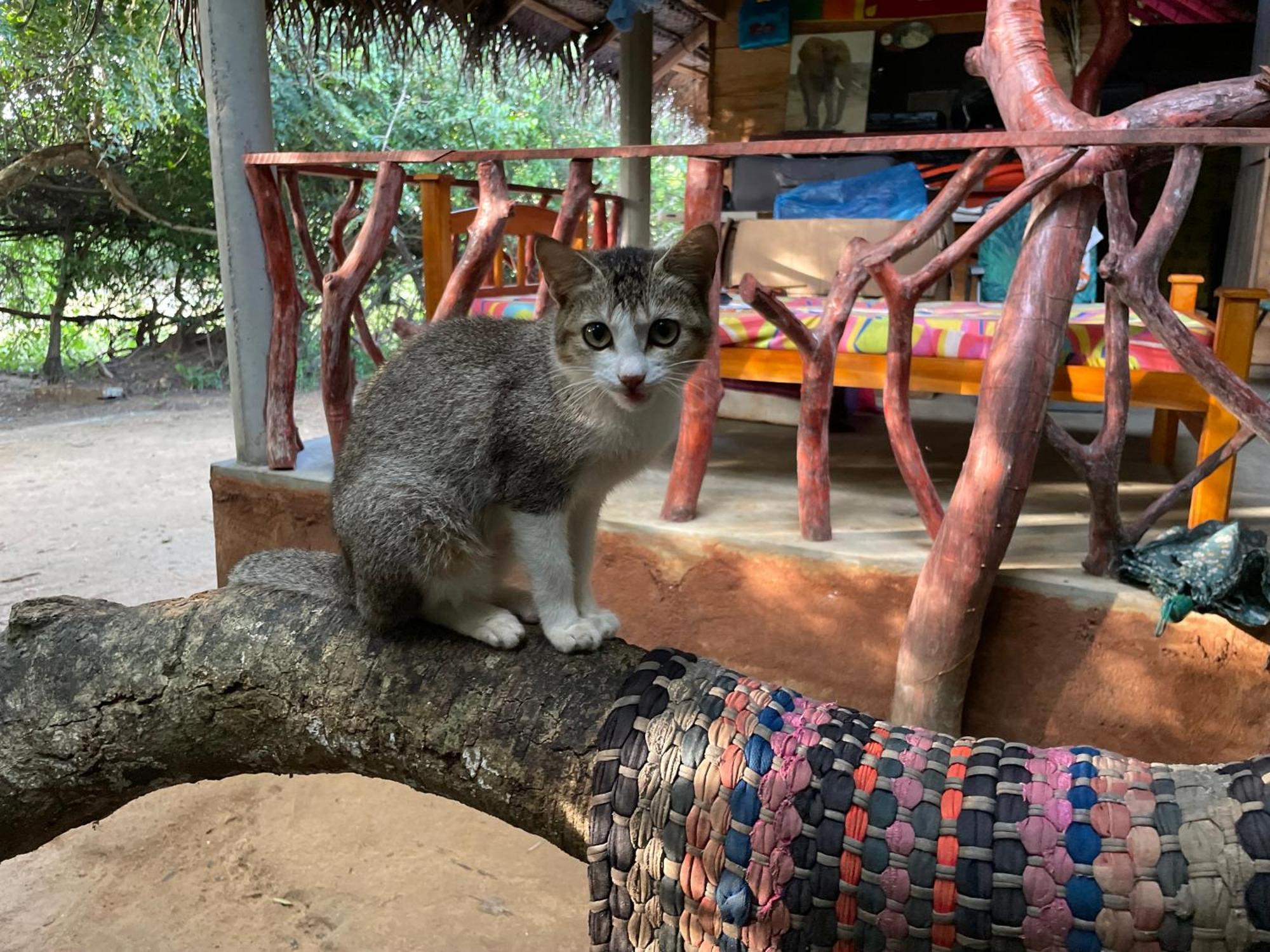 Отель Yala Eco Bush Camp Экстерьер фото